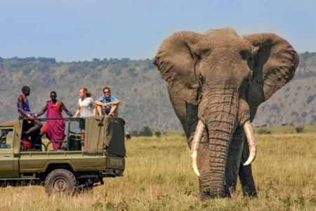 Safaris in Kenya